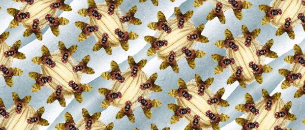 mosca-mediterraneo-pattern